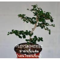 ราคา ต้นชาฮกเกี้ยนดัด (บอนไซชาฮกเกี้ยน) (มือหนึ่ง) (347776055)