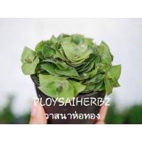 ราคา ต้นวาสนาห่อทอง (จำนวนจำกัด) (มือหนึ่ง) (346513577)