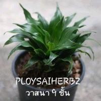 ราคา ต้นวาสนาเก้าชั้น (มือหนึ่ง) (346034135)