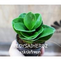 ราคา ต้นเปเปอร์หยก (มือหนึ่ง) (344891924)