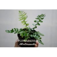ราคา ต้นเฟิร์นปีกแมลงทับ (มือหนึ่ง) (349456704)