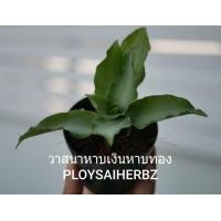 ราคา ต้นวาสนาหาบเงินหาบทอง (มือหนึ่ง) (353677852)