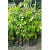 ราคา ต้นลูกเนียง (มือหนึ่ง) (131800890)