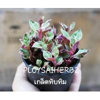 ราคา ต้นเกล็ดทับทิม (มือหนึ่ง) (344887809)