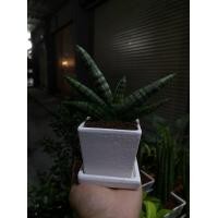 ราคา ว่านงาช้าง ไม้ฟอกอากาศ (มือหนึ่ง) (356007839)