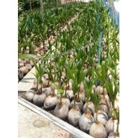 ราคา ต้นมะพร้าวแกง พันธุ์ดั้งเดิม ลูกใหญ่ เนื้อหนา เปลือกบาง (มือหนึ่ง) (350440685)