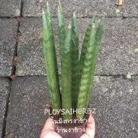 ราคา ต้นลิ้นมังกรงาช้าง ว่านงาช้าง (มือหนึ่ง) (349786395)