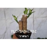 ราคา ต้นวาสนา (มือหนึ่ง) (347949723)