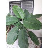 ราคา เศรษฐีวิลสัน ปลูกแล้วรวย ราคากันเอง ด่วนเจ้านาย 0917913159 (มือหนึ่ง) (360866522)