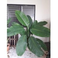 ราคา ต้นไม้เศรษฐีวิลสัน ต้นไม้มงคง ราคาคุยกันได้ 0917913159 (มือหนึ่ง) (360866574)