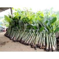 ราคา หน่อกล้วยน้ำว้า หน่อกล้วยแปลกและหายาก (มือหนึ่ง) (360868729)