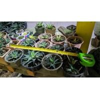 ราคา แคคตัส ม้าเวียน (มือสอง) (360860676)