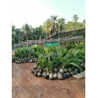 ราคา ต้นมะพร้าวแกง​ สูง​ 50​ ซม.​ (มือหนึ่ง) (360124735)