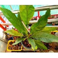 ราคา ต้นโชค 9 ชั้น (ด่างกระจาย) (มือหนึ่ง) (360918069)