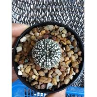 ราคา กระบองเพชร​ Cactus​ Astrophytum​ Asterias​ Super ​Kabuto​ แคคตัส​ แอสโตร แอส​ทีเ​รียส​ ซุปเปอร์​ ลุ้นวี เส้นคมกำลังมา เกล็ดขาวใหญ่ (มือหนึ่ง) (360924422)