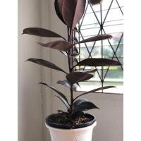 ราคา ต้นยางอินเดียดำ (มือหนึ่ง) (360922053)