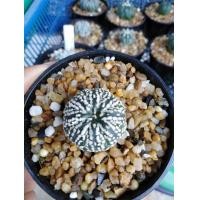ราคา กระบองเพชร​ Astrophytum​ Asterias​ Super ​Kabuto​ แคคตัส​ แอสโตร แอส​ทีเ​รียส​ ซุปเปอร์​ ลุ้นวี ลายชัดสวย ลายประจุดใหญ่ (มือหนึ่ง) (360919169)