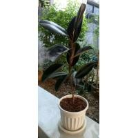 ราคา ต้นยางอินเดีย (มือหนึ่ง) (360916106)