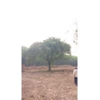 ราคา ต้นไทรหน้า50นิ้ว (มือหนึ่ง) (360906128)