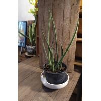 ราคา ว่านงาช้าง หรือลิ้นมังกรงาช้าง Sansevieria Cylindrica (มือหนึ่ง) (360905992)
