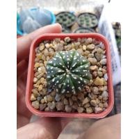 ราคา แคคตัส กระบองเพชร​ Astrophytum​ Asterias​ Super ​Kabuto​ สตาร์เชฟ เอวเว้ามาละ ฟอร์มสวยลุ้นต่อได้ (มือหนึ่ง) (360903449)
