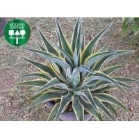 ราคา แหล่งผลิต ต้น Agaveต้นอากาเว่ ปากนกแก้วSize Giant JUMBO SIZE (มือหนึ่ง) (360892032)