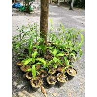 ราคา ต้นตีนเป็ดน้ำ​ ไม่ใช่พญาสัตบรรณ (มือหนึ่ง) (341712730)