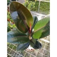 ราคา ต้นยางอินเดียดำ (มือหนึ่ง) (360890200)