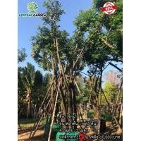 ราคา ต้นจิกน้ำ (กอ) (มือหนึ่ง) (360889073)