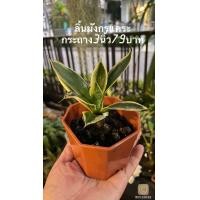 ราคา จำหน่ายต้นไม้ฟอกอากาศ (มือหนึ่ง) (360886187)