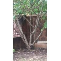 ราคา ให้ฟรี ต้นลีลาวดี สีขาว-เหลือง (มือสอง) (337779662)