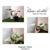 ราคา ไม้มงคล ไม้ฟอกอากาศ (มือหนึ่ง) (360881706)