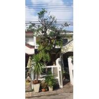 ราคา ลีลาวดีขาวพวง (มือสอง) (360881801)