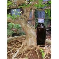 ราคา บอนไซ​ โมกดอกซ้อน (มือหนึ่ง) (360880227)