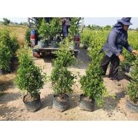 ราคา ไทรเกาหลี1.2 ม. (มือหนึ่ง) (360878402)