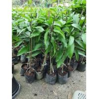 ราคา ต้นมะม่วงเบาทาบกิ่งชุดละ2ต้นรวมค่าส่งkerry (มือหนึ่ง) (359626075)