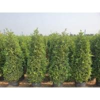 ราคา ไทรเกาหลี 1.5 ม. (มือหนึ่ง) (360878343)