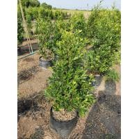 ราคา ไทรเกาหลี1ม. (มือหนึ่ง) (360878383)