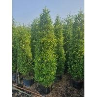 ราคา ไทรเกาหลี 2ม. (มือหนึ่ง) (360878314)