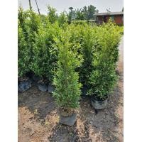 ราคา ไทรเกาหลี1.2ม (มือหนึ่ง) (360878122)