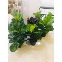 ราคา ต้นไทรใบสัก ไม้ฟอกอากาศ ขนาดกระถาง 10” สูง 70-80 cm (มือหนึ่ง) (360874104)