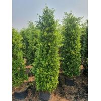 ราคา ไทรเกาหลี2ม (มือหนึ่ง) (360871835)