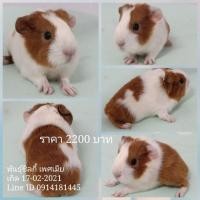 ราคา ขายหนูแกสบี้พันธุ์ซิลกี้ ส่งทั่วไทย (360901352)