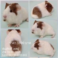 ราคา ขายหนูแกสบี้พันธุ์ซิลกี้ ส่งทั่วไทย (360901307)