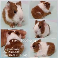 ราคา ขายหนูแกสบี้พันธุ์ซิลกี้ ส่งทั่วไทย (360901313)