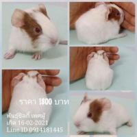 ราคา ขายหนูแกสบี้พันธุ์ซิลกี้ ส่งทั่วไทย (360901282)