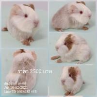 ราคา ขายหนูแกสบี้พันธุ์ซิลกี้ ส่งทั่วไทย (360901298)