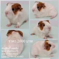 ราคา ขายหนูแกสบี้พันธุ์ซิลกี้ขนซาติน ส่งทั่วไทย (360901249)