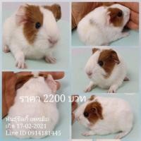 ราคา ขายหนูแกสบี้พันธุ์ซิลกี้ ส่งทั่วไทย (360901189)