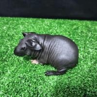 ราคา หนูฮิปโปแคระเพศเมียอายุ1เดือน (360879022)